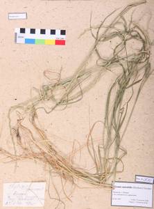 Elymus mutabilis (Drobow) Tzvelev, Siberia, Altai & Sayany Mountains (S2) (Russia)
