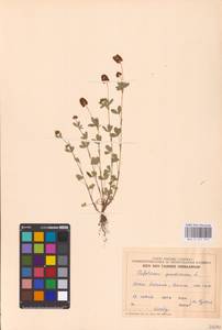 Trifolium spadiceum L., Eastern Europe, Estonia (E2c) (Estonia)