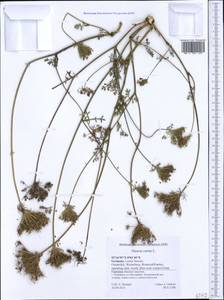 Daucus carota L., Western Europe (EUR) (Germany)