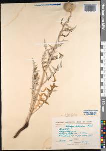 Echinops davuricus Fisch. ex DC., Siberia, Baikal & Transbaikal region (S4) (Russia)