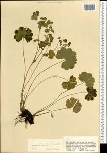 Alchemilla hebescens Juz., Mongolia (MONG) (Mongolia)