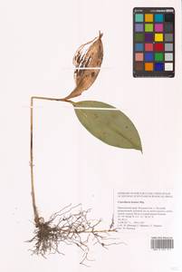 Convallaria keiskei Miq., Siberia, Russian Far East (S6) (Russia)
