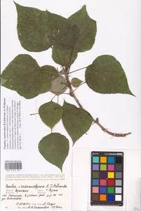 Populus petrovskoe, Eastern Europe, Central region (E4) (Russia)