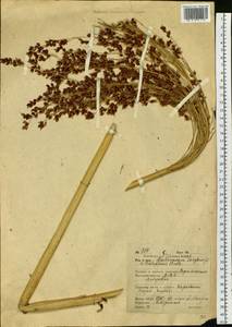 Sorghum bicolor (L.) Moench, Siberia, Russian Far East (S6) (Russia)