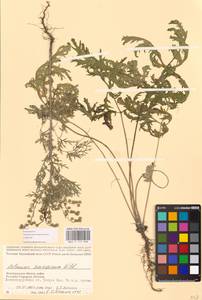 Artemisia sieversiana Ehrh. ex Willd., Eastern Europe, Lower Volga region (E9) (Russia)