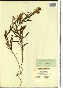 Linaria acutiloba Fisch. ex Rchb., Siberia, Yakutia (S5) (Russia)