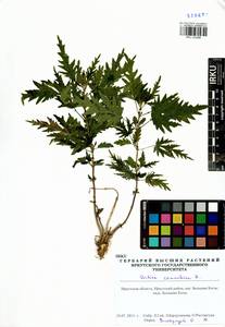 Urtica cannabina L., Siberia, Baikal & Transbaikal region (S4) (Russia)