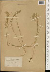 Melica cupani Guss., South Asia, South Asia (Asia outside ex-Soviet states and Mongolia) (ASIA) (Turkey)