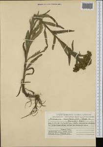 Achillea alpina subsp. camtschatica (Heimerl) Kitam., Siberia, Chukotka & Kamchatka (S7) (Russia)