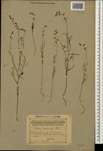 Linaria armeniaca Chav., Caucasus, Armenia (K5) (Armenia)