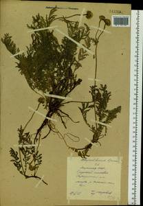 Tanacetum bipinnatum (L.) Sch. Bip., Siberia, Yakutia (S5) (Russia)