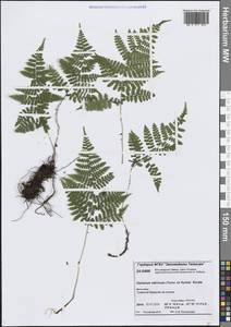 Diplazium sibiricum (Turcz. ex Kunze) Sa.Kurata, Siberia, Central Siberia (S3) (Russia)