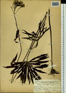 Syneilesis aconitifolia (Bunge) Maxim., Siberia, Russian Far East (S6) (Russia)
