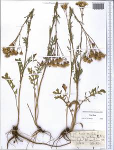 Jacobaea erucifolia subsp. erucifolia, Middle Asia, Dzungarian Alatau & Tarbagatai (M5) (Kazakhstan)