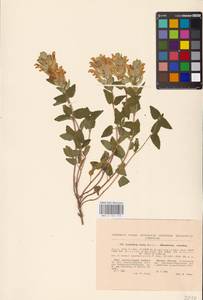 MHA 0 155 519, Scutellaria supina L., Eastern Europe, South Ukrainian region (E12) (Ukraine)