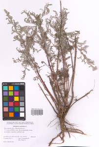 Artemisia caerulescens subsp. caerulescens, Eastern Europe, Rostov Oblast (E12a) (Russia)