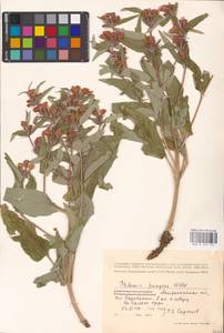 MHA 0 154 157, Phlomis herba-venti subsp. pungens (Willd.) Maire ex DeFilipps, Eastern Europe, Lower Volga region (E9) (Russia)