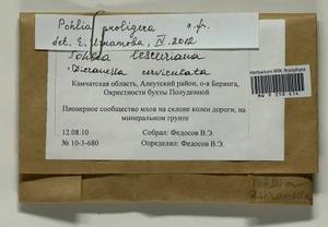 Pohlia proligera (Kindb. ex Breidl.) Lindb. ex Arnell, Bryophytes, Bryophytes - Chukotka & Kamchatka (B21) (Russia)