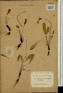 Taraxacum porphyranthum Boiss., Caucasus, Krasnodar Krai & Adygea (K1a) (Russia)