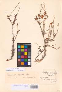 Atraphaxis replicata Lam., Eastern Europe, Lower Volga region (E9) (Russia)