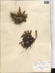 Asplenium ceterach subsp. ceterach, Middle Asia, Pamir & Pamiro-Alai (M2) (Tajikistan)