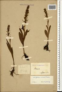 Dactylorhiza viridis (L.) R.M.Bateman, Pridgeon & M.W.Chase, Caucasus, North Ossetia, Ingushetia & Chechnya (K1c) (Russia)