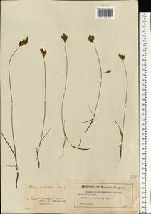 Carex praecox Schreb., Eastern Europe, Central region (E4) (Russia)