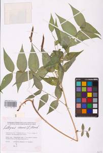 Lathyrus vernus (L.) Bernh., Eastern Europe, Lower Volga region (E9) (Russia)