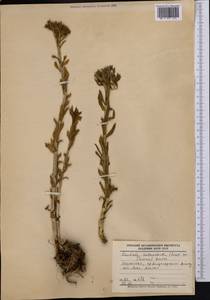 Rhodiola heterodonta (Hook. fil. & Thomson) Boriss., Middle Asia, Dzungarian Alatau & Tarbagatai (M5) (Kazakhstan)