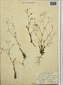 Gypsophila elegans M. Bieb., Caucasus, Armenia (K5) (Armenia)