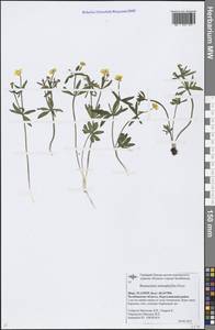 Ranunculus monophyllus Ovcz., Eastern Europe, Eastern region (E10) (Russia)