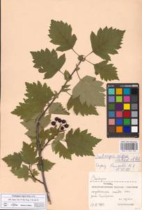 Crataegus nigra Waldst. & Kit., Eastern Europe, Moscow region (E4a) (Russia)