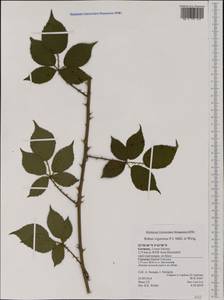 Rubus affinis Weihe, Western Europe (EUR) (Germany)
