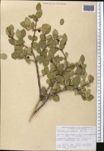 Lonicera tianshanica Pojark., Middle Asia, Northern & Central Tian Shan (M4) (Kyrgyzstan)