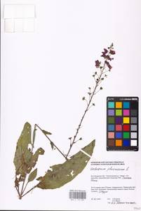 MHA 0 159 084, Verbascum phoeniceum L., Eastern Europe, Lower Volga region (E9) (Russia)