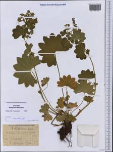 Alchemilla urceolata Juz., Caucasus, Stavropol Krai, Karachay-Cherkessia & Kabardino-Balkaria (K1b) (Russia)
