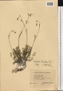 Pimpinella tragium Vill., Eastern Europe, North Ukrainian region (E11) (Ukraine)