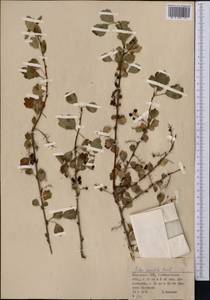 Ribes saxatile Pall., Middle Asia, Northern & Central Kazakhstan (M10) (Kazakhstan)