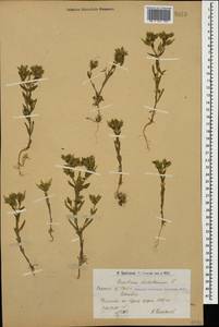 Cerastium dichotomum L., Caucasus, Armenia (K5) (Armenia)