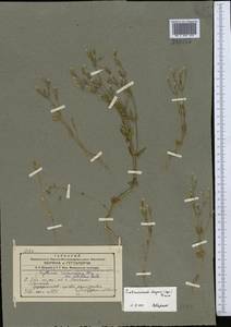 Centaurium pulchellum var. meyeri (Bunge) Omer, Middle Asia, Western Tian Shan & Karatau (M3) (Kyrgyzstan)