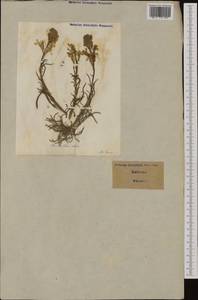 Erysimum × cheiri (L.) Crantz, Western Europe (EUR) (Italy)
