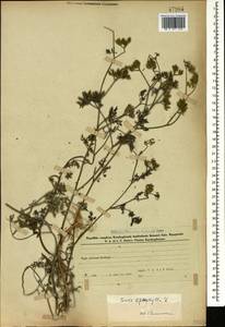 Torilis leptophylla (L.) Rchb. fil., Caucasus, Azerbaijan (K6) (Azerbaijan)