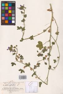 Malva sylvestris L., Eastern Europe, North Ukrainian region (E11) (Ukraine)