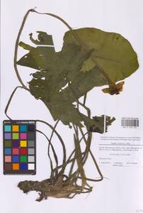 Nuphar lutea (L.) Sm., Eastern Europe, Moscow region (E4a) (Russia)