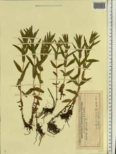 Gratiola officinalis L., Eastern Europe, Volga-Kama region (E7) (Russia)