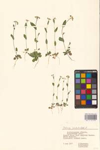 Microthlaspi perfoliatum (L.) F.K.Mey., Eastern Europe, Lower Volga region (E9) (Russia)