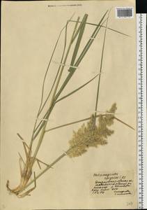 Calamagrostis epigejos (L.) Roth, Eastern Europe, South Ukrainian region (E12) (Ukraine)