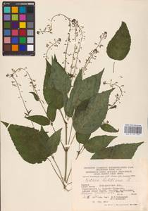 Circaea lutetiana L., Eastern Europe, West Ukrainian region (E13) (Ukraine)