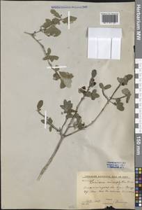 Lonicera microphylla Willd. ex Roem. & Schult., Middle Asia, Western Tian Shan & Karatau (M3) (Kyrgyzstan)