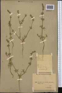Pyankovia brachiata (Pall.) Akhani & Roalson, Middle Asia, Caspian Ustyurt & Northern Aralia (M8) (Kazakhstan)